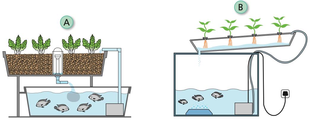 A: bekas tanaman berhidroton dengan loceng sifon di atas tangki ikan, bertiang; B: bekas tanaman condong dengan lapisan air nipis di atas tangki ikan