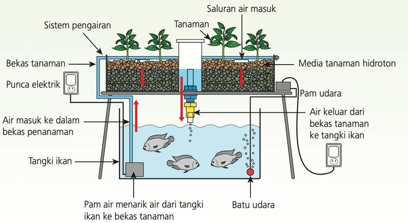 Bekas tanaman berhidroton di atas tangki ikan; loceng sifon di tengah bekas; pam air dan batu udara dalam tangki