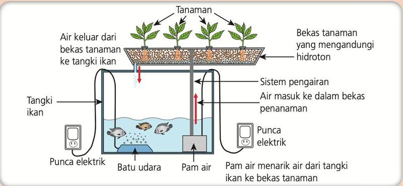 Tangki ikan di bawah dan bekas tanaman berhidroton di atas, dihubungkan oleh sistem pengairan dan pam air