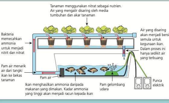 Gambar rajah kitaran akuaponik: pam air menarik air dari tangki ikan ke bekas tanaman, bakteria memecahkan ammonia, tanaman menyerap nitrat, air bersih kembali ke tangki