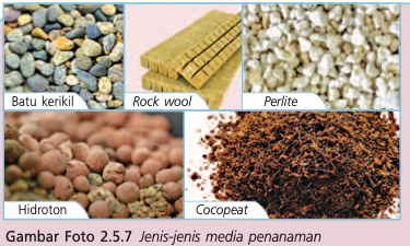 Lima jenis media tanaman: batu kerikil, rock wool, perlite, hidroton dan cocopeat