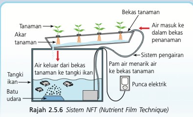 Bekas tanaman condong dengan lapisan air nipis, akar tanaman menyentuh air, air jatuh ke tangki ikan