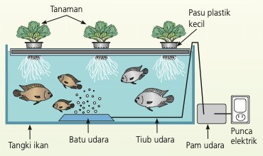 Tangki ikan dengan papan terapung di atas air; tanaman dalam pasu plastik kecil, akar terendam; batu udara dan pam udara