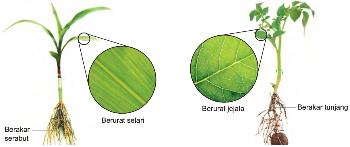 Pokok monokotiledon dengan akar serabut dan daun berurat selari di sebelah kiri; pokok dikotiledon dengan akar tunjang dan daun berurat jejala di sebelah kanan