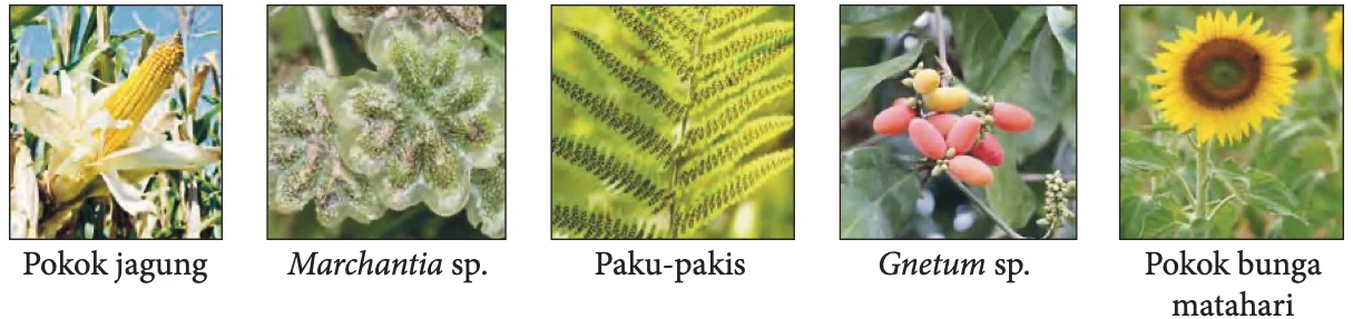 Pokok jagung, Marchantia sp., paku-pakis, Gnetum sp. dan pokok bunga matahari