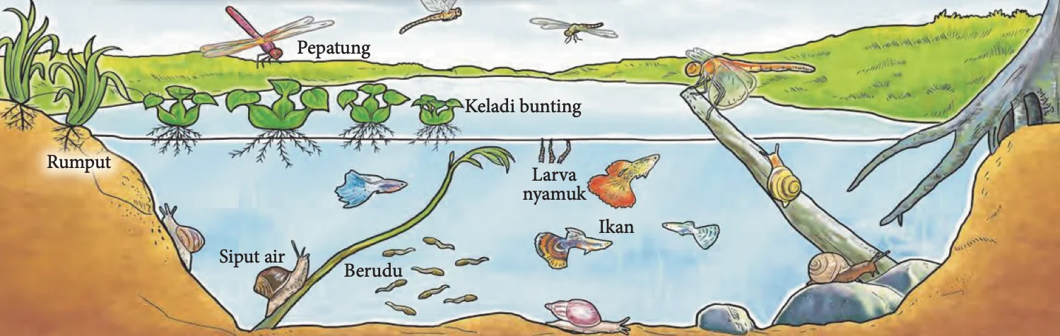 Ekosistem kolam dengan rumput, keladi bunting, pepatung, ikan, berudu, larva nyamuk dan siput air