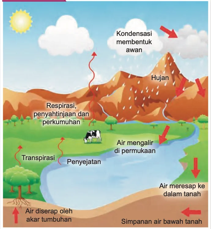 Kitar air: penyejatan, transpirasi, kondensasi membentuk awan, hujan, air mengalir di permukaan, air meresap ke dalam tanah, air diserap oleh akar