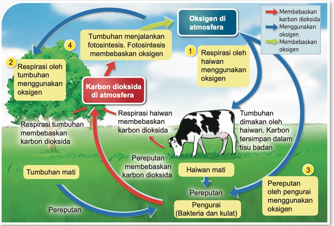 Kitar karbon dan kitar oksigen: respirasi tumbuhan dan haiwan, pereputan oleh pengurai, fotosintesis