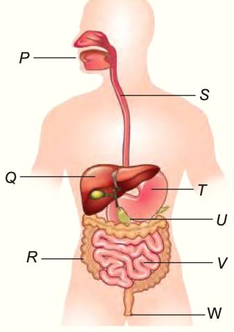 Sistem pencernaan dengan bahagian P hingga W: P mulut, Q hati, R usus besar, S esofagus, T perut, U duodenum, V usus kecil, W dubur