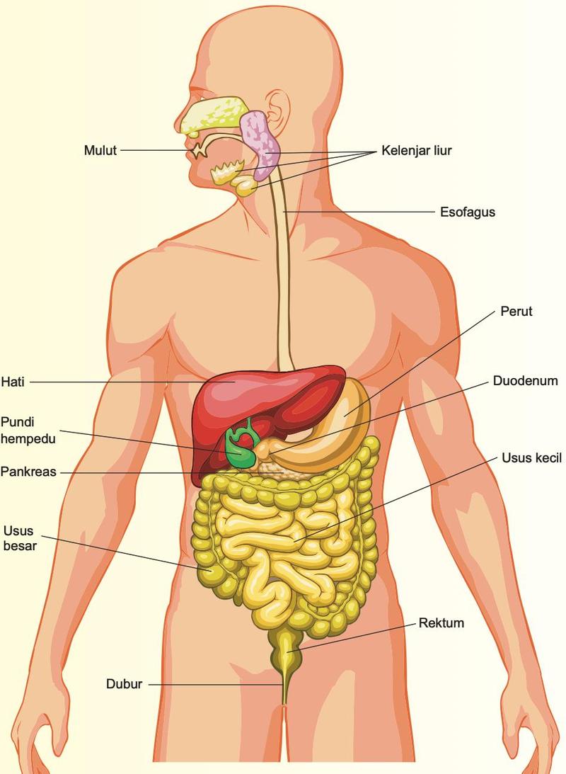 Sistem pencernaan manusia dengan mulut, kelenjar liur, esofagus, perut, hati, pundi hempedu, duodenum, pankreas, usus kecil, usus besar, rektum dan dubur