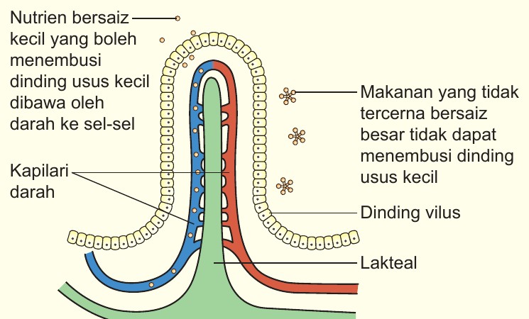 Vilus pada dinding usus kecil: kapilari darah, lakteal dan dinding vilus; nutrien bersaiz kecil menembusi dinding vilus dan dibawa oleh darah, makanan tidak tercerna bersaiz besar tidak dapat menembusi