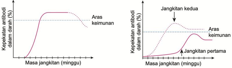 Dua graf kepekatan antibodi melawan masa jangkitan. Graf kiri, keimunan P: antibodi naik di atas aras keimunan, kemudian menurun di bawahnya. graf kanan, keimunan Q: pada jangkitan pertama antibodi rendah dan tidak mencapai aras keimunan; pada jangkitan kedua antibodi naik lebih cepat dan melebihi aras keimunan.