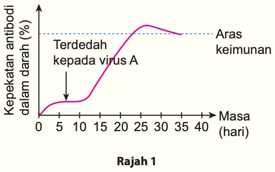 Graf kepekatan antibodi melawan masa dalam hari. Antibodi rendah pada mulanya; pesakit terdedah kepada virus A pada kira-kira hari ke-7; antibodi naik dan melepasi aras keimunan pada kira-kira hari ke-24, mencapai puncak pada kira-kira hari ke-26, kemudian menurun sedikit.