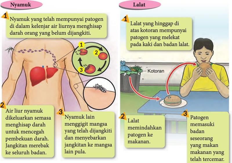 Cara nyamuk dan lalat menyebarkan penyakit, setiap satu dalam tiga langkah bernombor