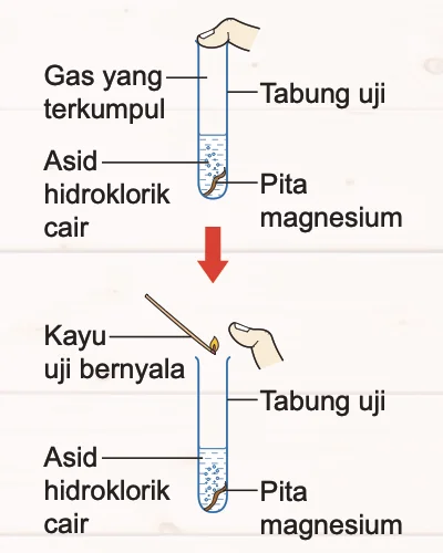 Pita magnesium dalam asid hidroklorik cair, gas dikumpulkan dalam tabung uji, kemudian kayu uji bernyala dimasukkan ke mulut tabung
