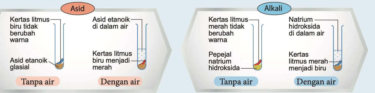 Tabung uji: asid etanoik glasial dan pepejal natrium hidroksida tanpa air tidak mengubah warna kertas litmus; dengan air, kertas litmus biru menjadi merah dan kertas litmus merah menjadi biru
