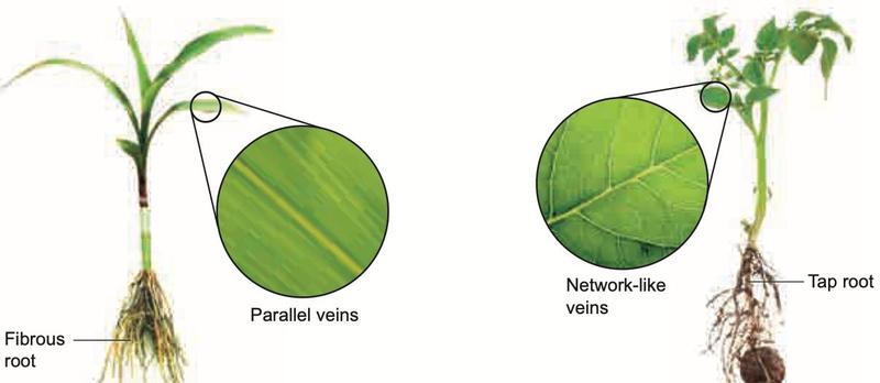A maize plant with fibrous roots and parallel leaf veins beside a dicotyledon plant with a tap root and network-like leaf veins