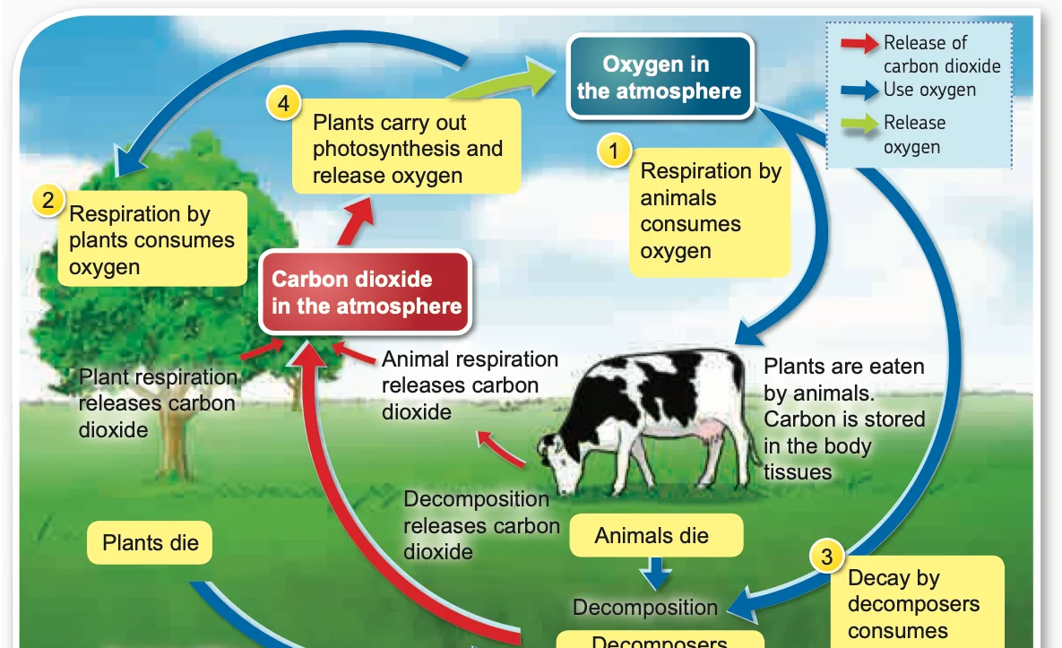 Carbon and oxygen cycles: plants and animals respire, decomposers decay dead matter, plants photosynthesise