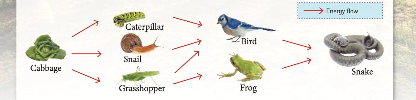 Food web: cabbage is eaten by caterpillar, snail and grasshopper; these are eaten by bird and frog; bird and frog are eaten by snake