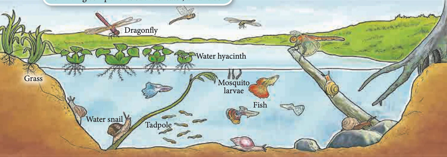 A pond ecosystem with grass, water hyacinth, dragonflies, fish, tadpoles, mosquito larvae and water snails