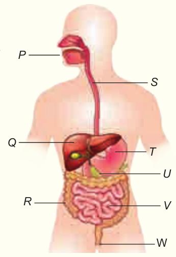 Digestive system with parts labelled P to W: P mouth, Q liver, R large intestine, S oesophagus, T stomach, V small intestine, W rectum