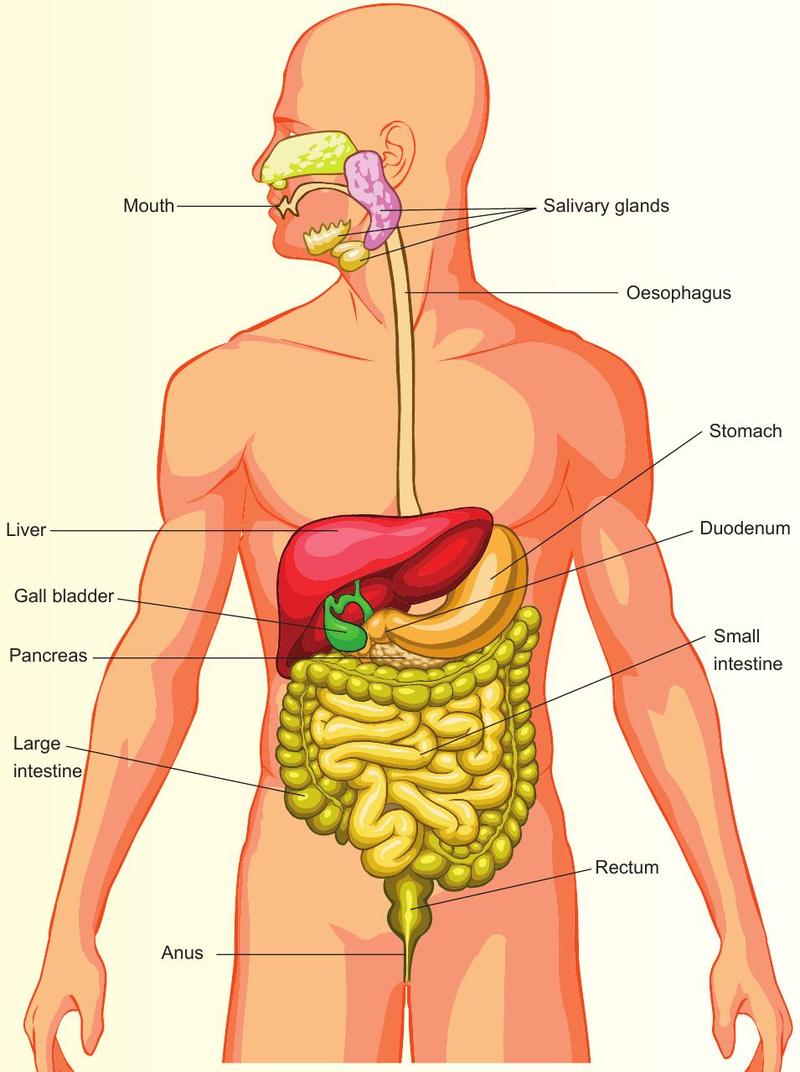 Human digestive system with the mouth, salivary glands, oesophagus, liver, gall bladder, stomach, duodenum, pancreas, small intestine, large intestine, rectum and anus labelled