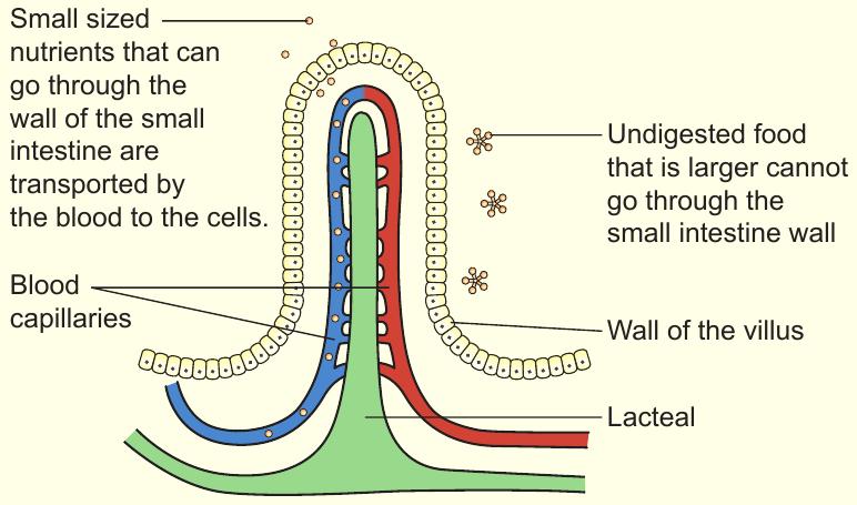 A villus with blood capillaries and a lacteal; small nutrients pass through the villus wall into the blood