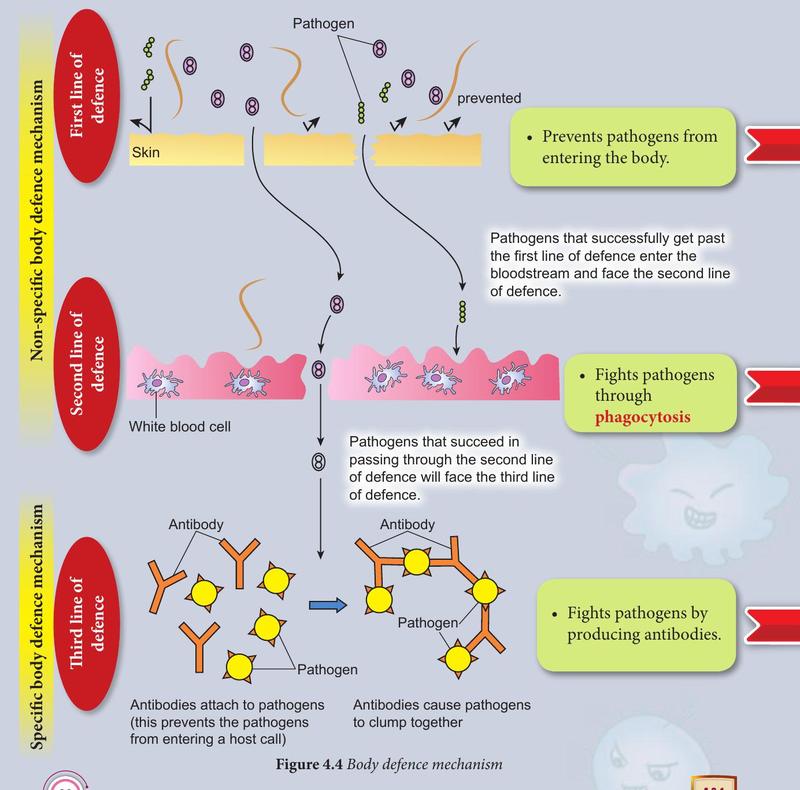 Three lines of defence: skin, white blood cells and antibodies acting on pathogens