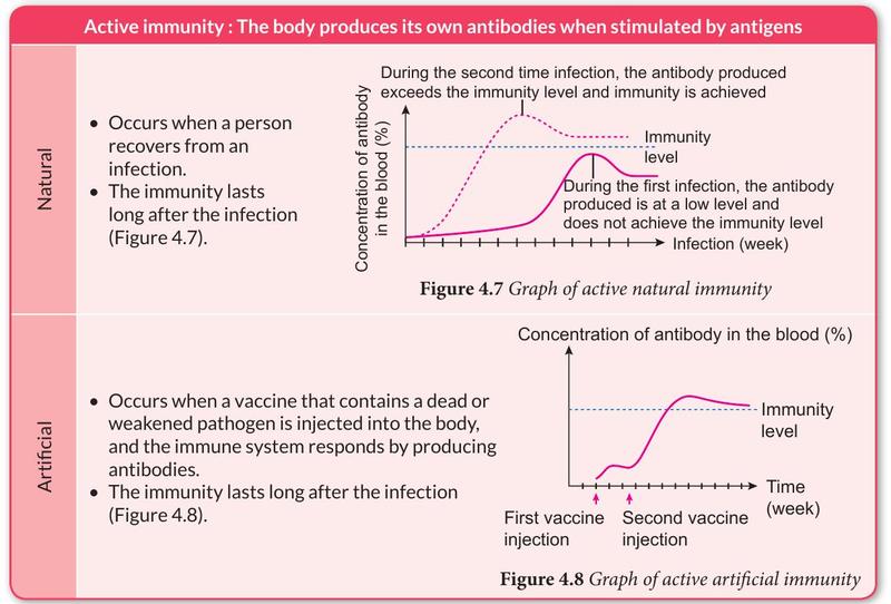 Graphs of antibody concentration over time for active natural and active artificial immunity