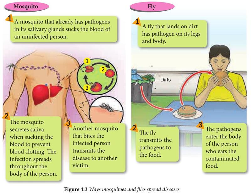 How a mosquito and a fly spread disease, in three numbered steps each
