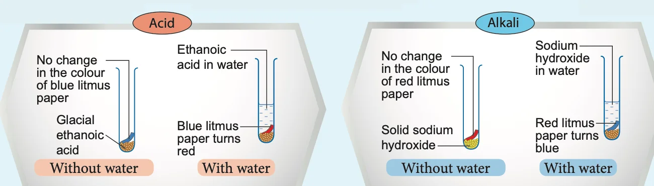 Test tubes: glacial ethanoic acid and solid sodium hydroxide with no change in litmus paper; their solutions in water turn blue litmus red and red litmus blue