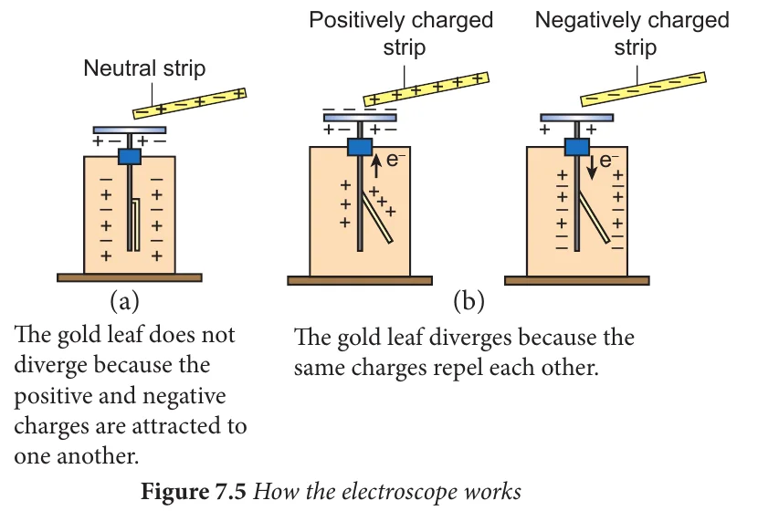 Neutral electroscope with the gold leaf down, and positively and negatively charged electroscopes with the gold leaf raised