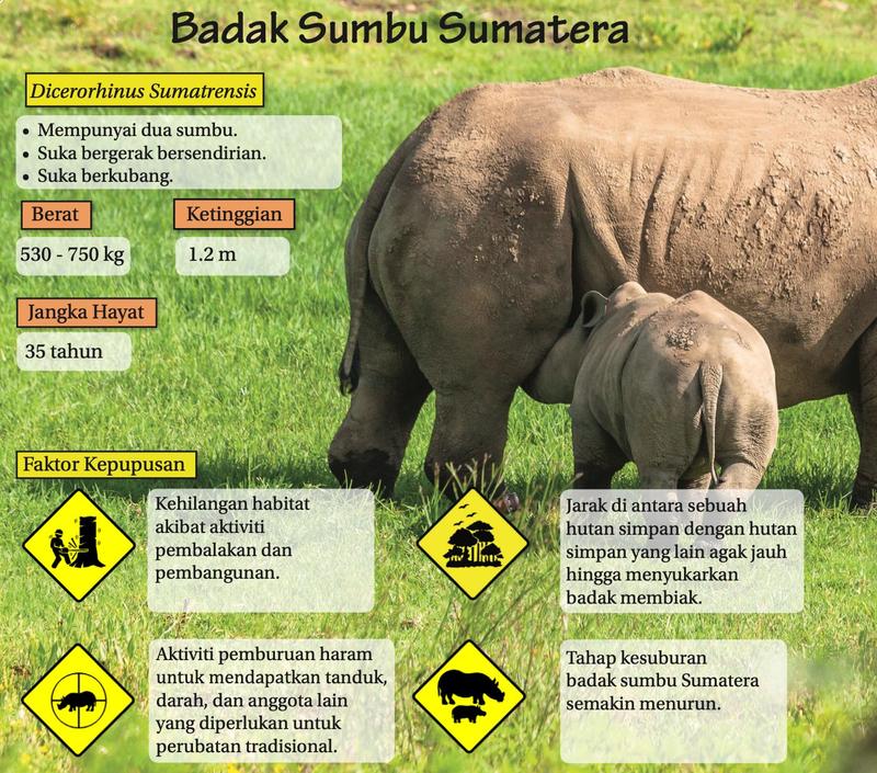 Badak sumbu Sumatera dan anaknya di padang rumput dengan maklumat berat, ketinggian, jangka hayat dan empat faktor kepupusan