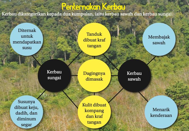 Gambar rajah kegunaan kerbau: kerbau sungai untuk susu, keju dan dadih; kerbau sawah untuk membajak sawah dan menarik kenderaan; tanduk, daging dan kulit digunakan untuk kraf, masakan dan kompang