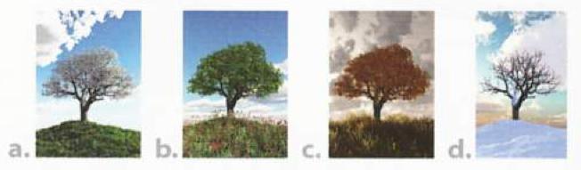 Four photos of the same tree: a. pale blossom, b. green leaves, c. orange leaves, d. bare branches in snow