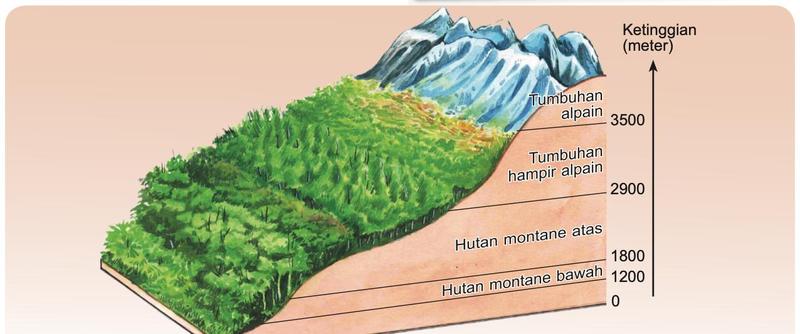 Lukisan lereng gunung dengan zon hutan: hutan montane bawah 1200 hingga 1800 meter, hutan montane atas 1800 hingga 2900 meter, tumbuhan hampir alpain 2900 hingga 3500 meter dan tumbuhan alpain melebihi 3500 meter