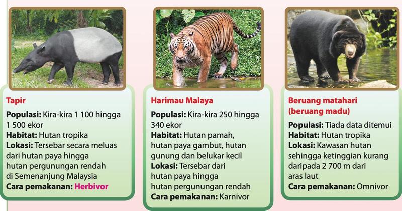 Tapir, harimau Malaya dan beruang matahari bersama kad maklumat populasi, habitat, lokasi dan cara pemakanan