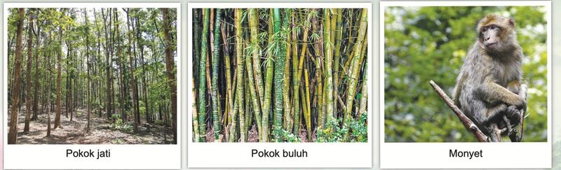 Pokok jati, pokok buluh dan monyet