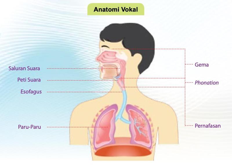 Anatomi vokal: saluran suara, peti suara, esofagus, paru-paru, dengan label gema, phonation dan pernafasan