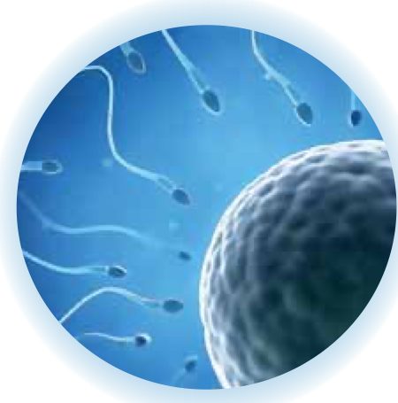 Sperma mengelilingi sebiji ovum