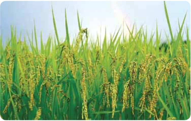 Padi yang menguning di sawah