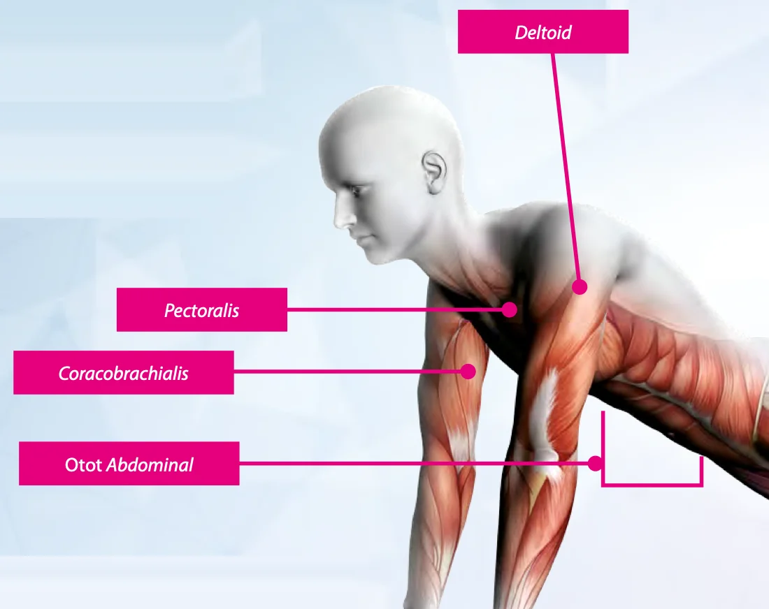 Otot yang terlibat semasa tekan tubi: deltoid, pectoralis, coracobrachialis dan otot abdominal