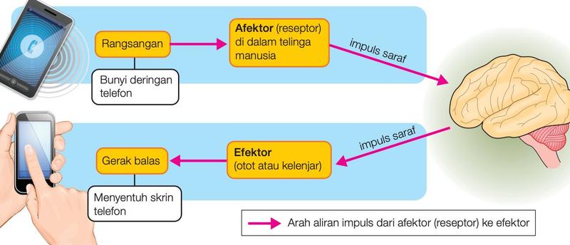 Urutan aliran impuls dalam tindakan terkawal: rangsangan, afektor, otak, efektor, gerak balas