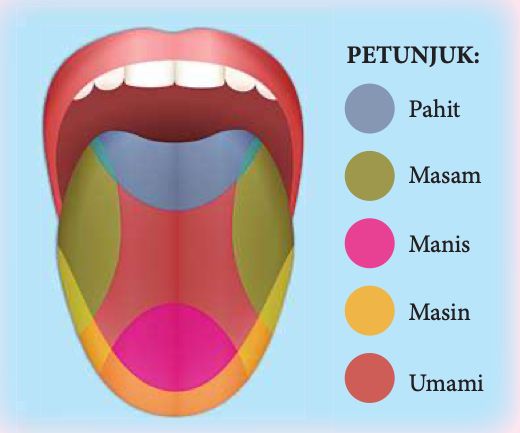 Kawasan lidah yang lebih peka terhadap rasa tertentu