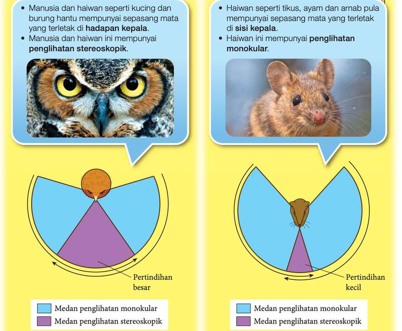 Medan penglihatan burung hantu (stereoskopik) dan tikus (monokular)