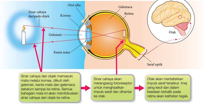 Laluan cahaya dari objek melalui mata ke otak