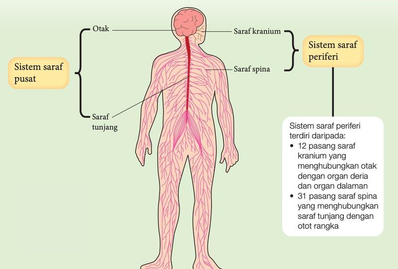 Sistem saraf manusia: otak dan saraf tunjang (sistem saraf pusat), saraf kranium dan saraf spina (sistem saraf periferi)