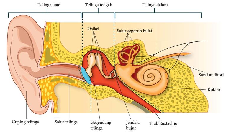 Telinga luar, telinga tengah dan telinga dalam