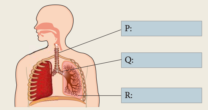 Sistem respirasi manusia dengan tiga garis penunjuk berlabel P (trakea), Q (bronkus) dan R (alveolus)