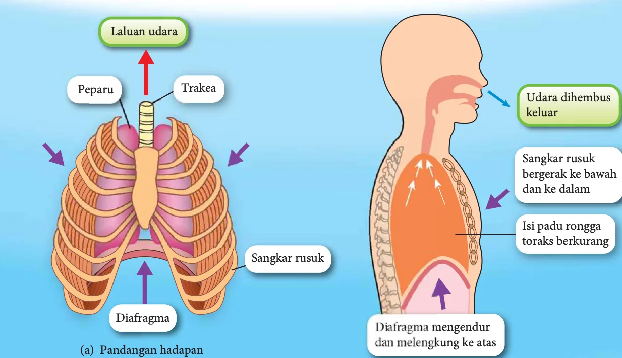 Menghembus nafas: sangkar rusuk bergerak ke bawah dan ke dalam, diafragma mengendur dan melengkung ke atas, isi padu rongga toraks berkurang